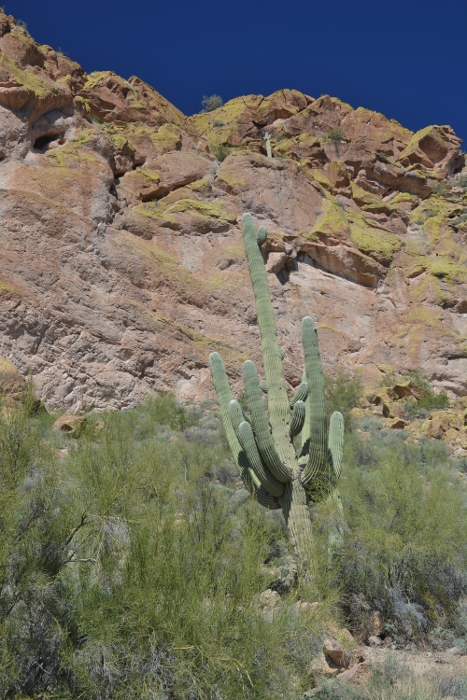 yellow cliffs dotted with saguaros